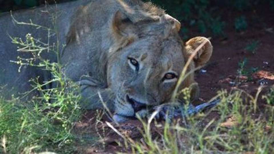 Safari Cruise along the Zambezi River - South Africa, Botswana, Namibia, Zimbabwe with extended stay at the Cape Peninsula (port-to-port cruise) - Croisieurope - South Africa - Image 11