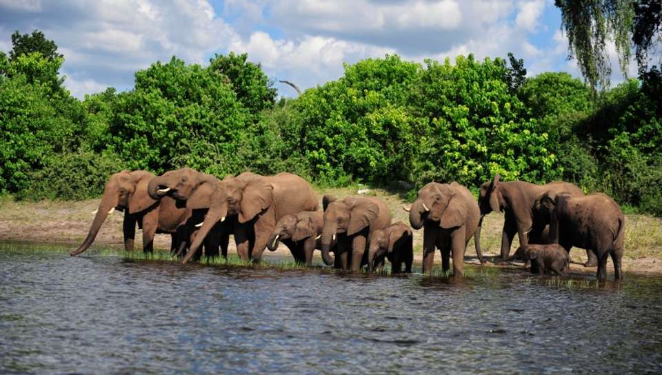 Safari Cruise along the Zambezi River - South Africa, Botswana, Namibia, Zimbabwe with extended stay at the Cape Peninsula (port-to-port cruise) - Croisieurope - South Africa - Image 7