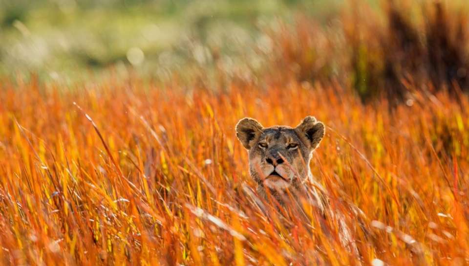 Safari Cruise along the Zambezi River - South Africa, Botswana, Namibia, Zimbabwe with extended stay at the Cape Peninsula (port-to-port cruise) - Croisieurope - South Africa - Image 11
