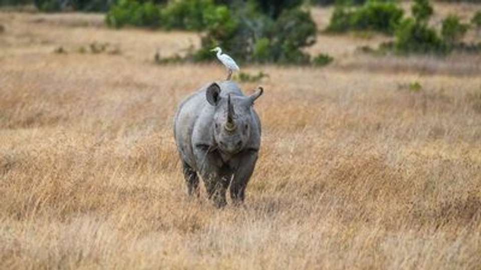 Safari Cruise along the Zambezi River - South Africa, Botswana, Namibia, Zimbabwe with extended stay at the Cape Peninsula (port-to-port cruise) - Croisieurope - South Africa - Image 12