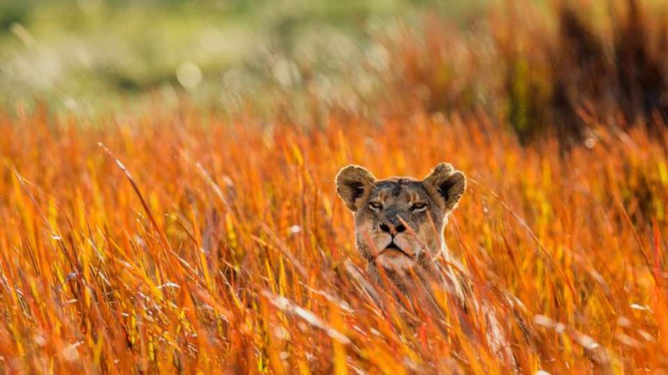 Safari Cruise along the Zambezi River - South Africa, Botswana, Namibia, Zimbabwe with extended stay at the Cape Peninsula (port-to-port cruise) - Tweet World Travel - South Africa - Image 11