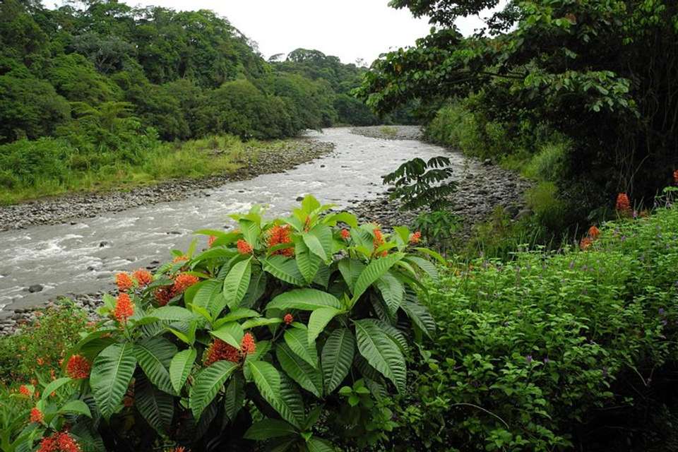 Safari Float Sarapiqui River From Sarapiquí - undefined - Image 5