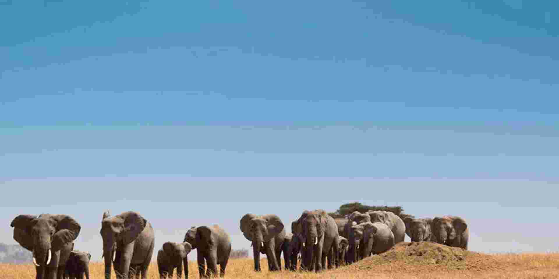 Journeys: Kenya & Tanzania Safari