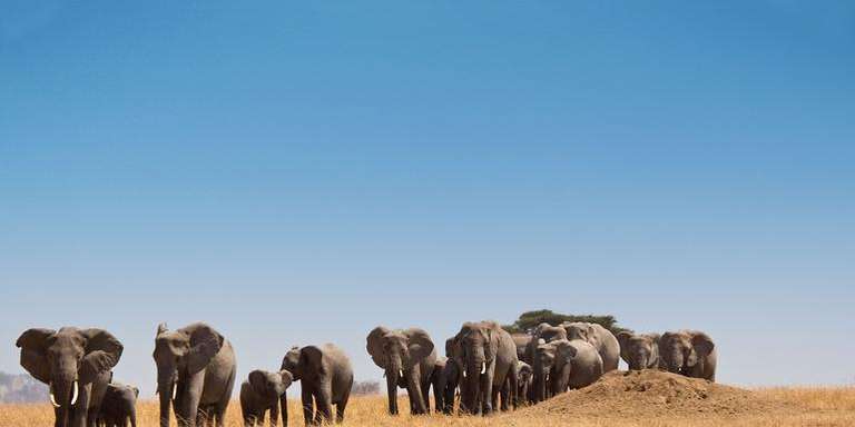 Journeys: Kenya & Tanzania Safari