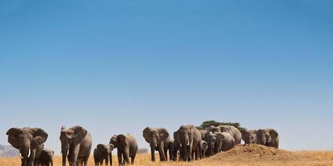 Africa Wildlife Safaris And Game Drives Tour: Journeys: Kenya & Tanzania Safari