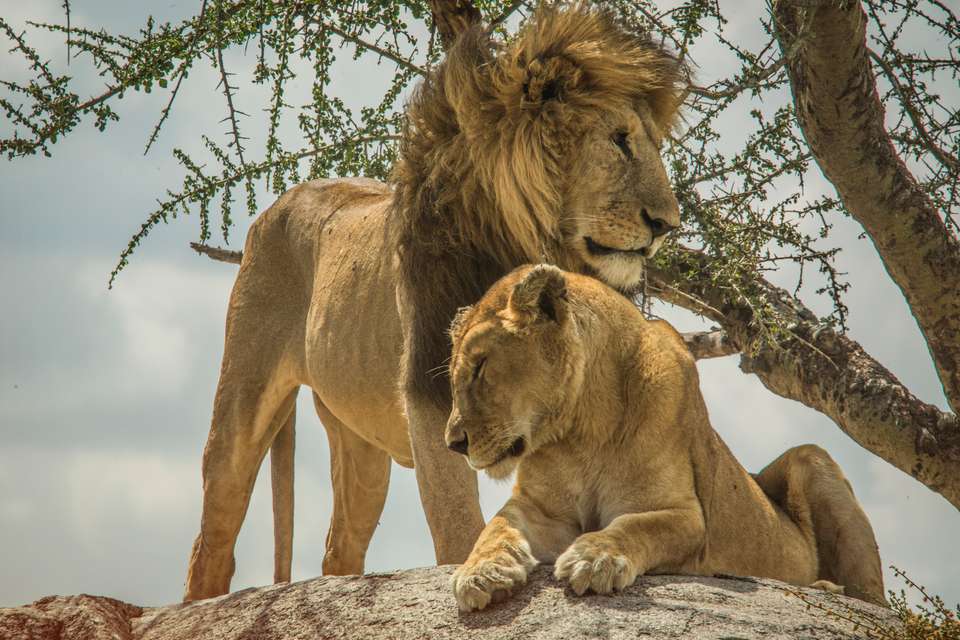 Journeys: Kenya & Tanzania Safari - G Adventures - Kenya