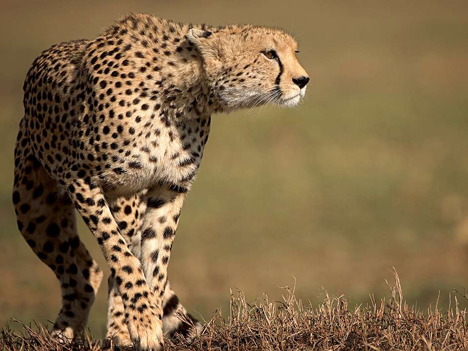 Journeys: Kenya & Tanzania Safari - G Adventures - Kenya