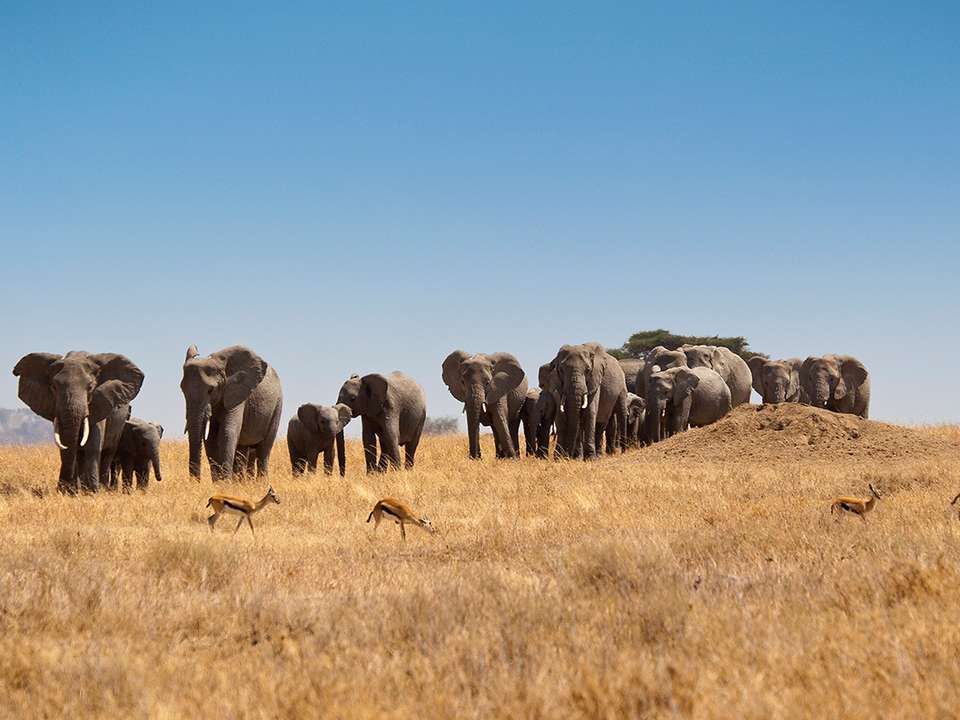 Journeys: Kenya & Tanzania Safari - G Adventures - Kenya