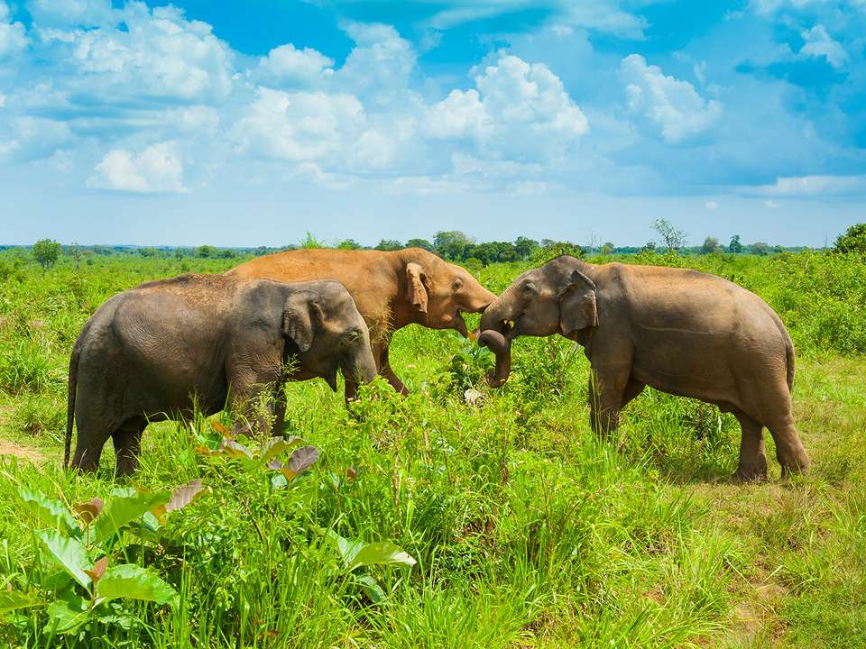Safari in Sri Lanka - 9 days - On The Go Tours - Sri Lanka - Image 4