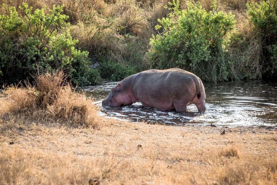 Safari to Kilimanjaro - Machame Route - Intrepid Travel - Kenya - Image 14