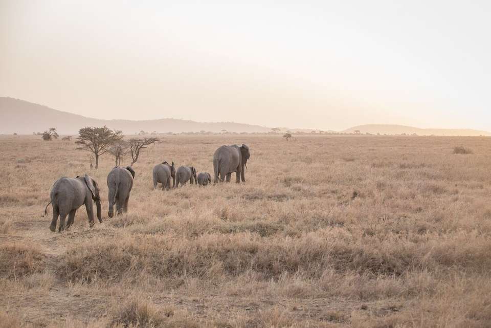 Safari to Kilimanjaro - Machame Route - Intrepid Travel - Kenya - Image 13