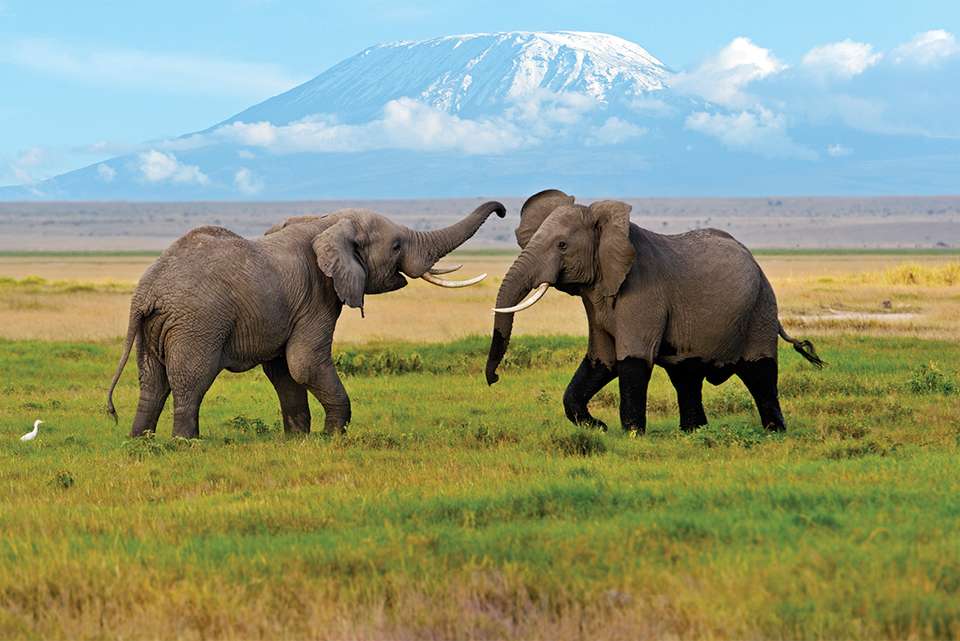 Safari to Kilimanjaro - Machame Route - Intrepid Travel - Kenya - Image 11