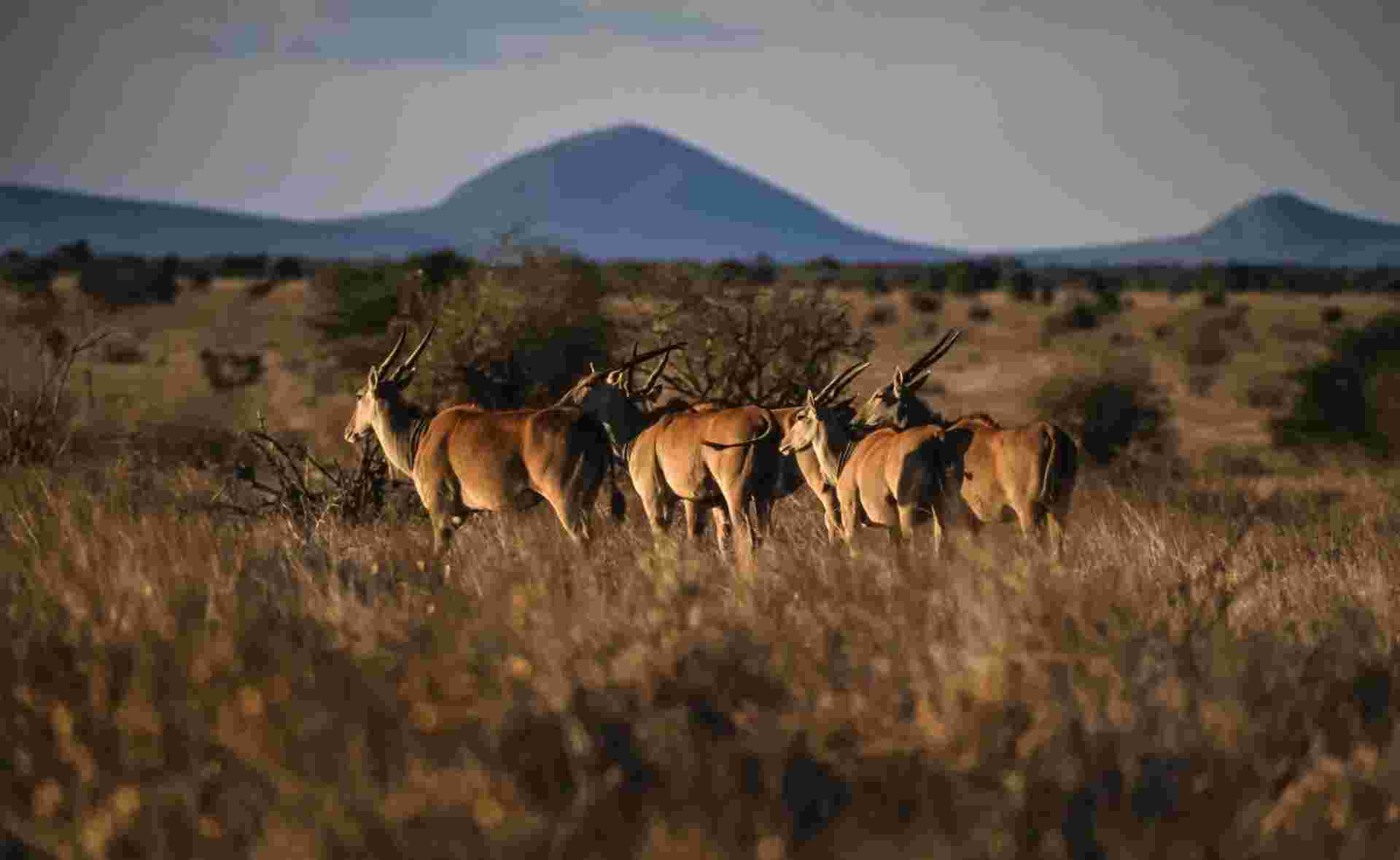 Safari To The Shimba Hills, Ngutuni & Salt Lick, Short Break (on Request)