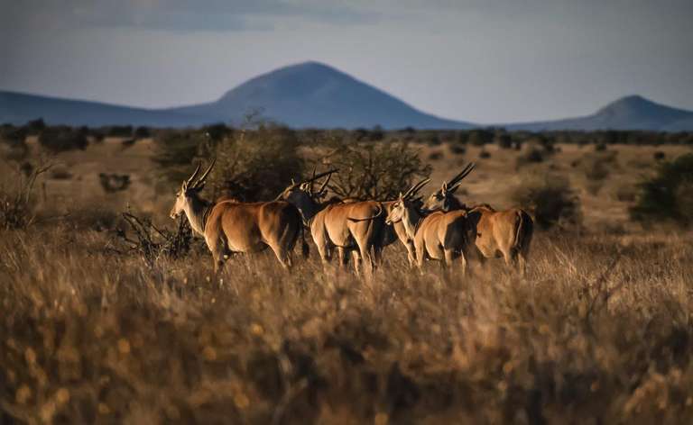 Kenya Small Group Tours: Safari To The Shimba Hills, Ngutuni & Salt Lick, Short Break (on Request)