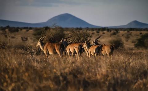 Kenya Travel Deals: Safari To The Shimba Hills, Ngutuni & Salt Lick, Short Break (on Request)