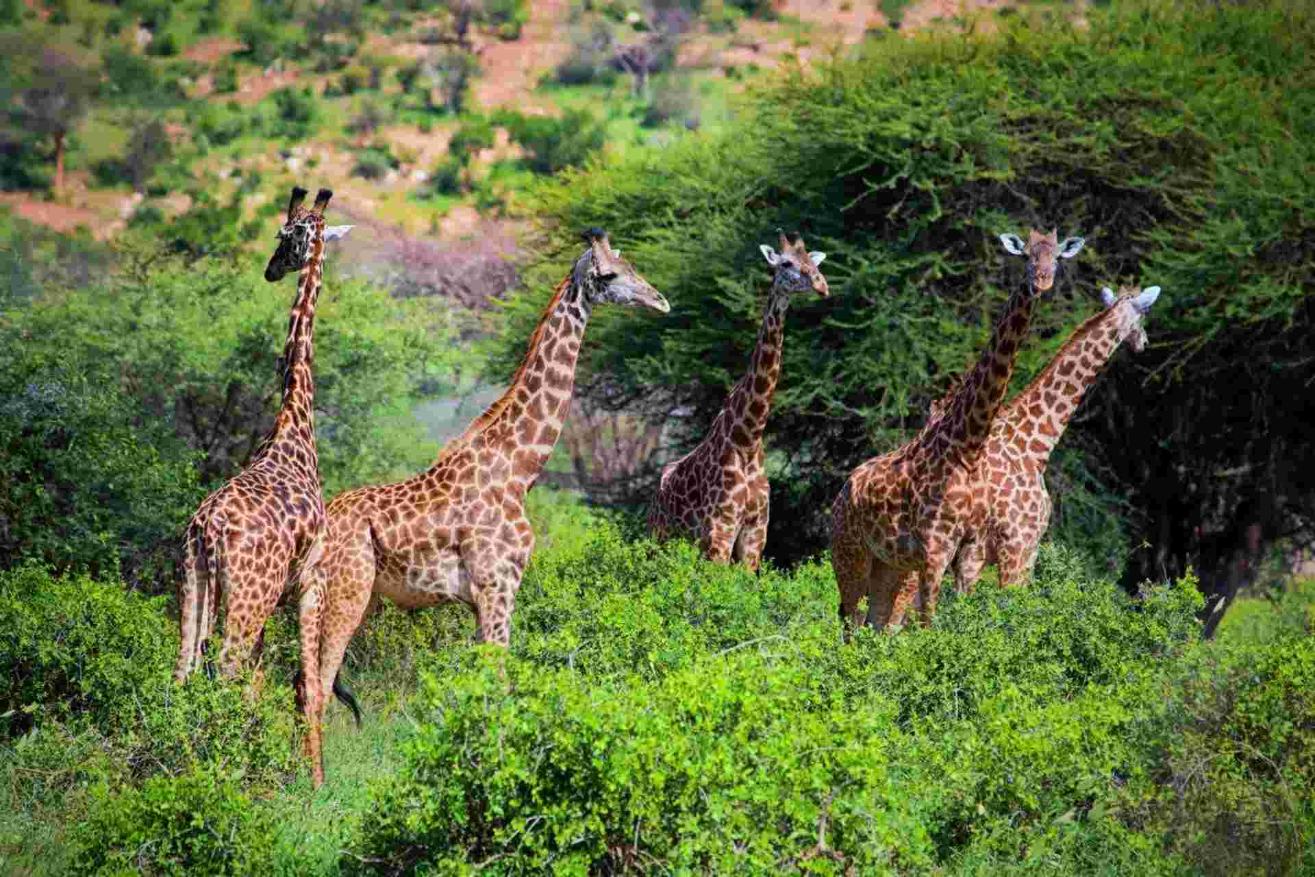 Safari To The Shimba Hills, Short Break (on Request)