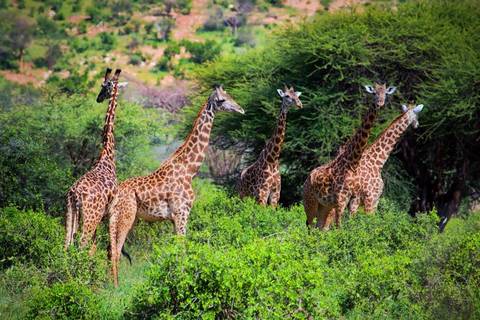 Kenya Small Group Tours: Safari To The Shimba Hills, Short Break (on Request)