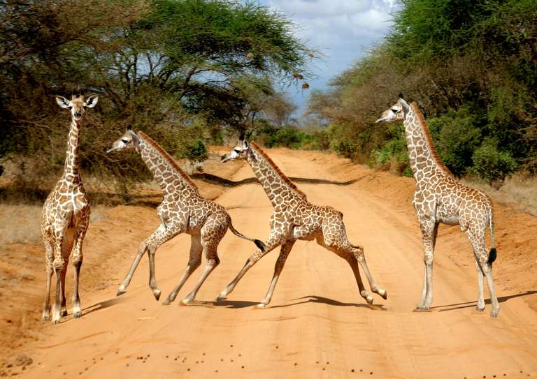 Kenya Small Group Tours: Safari To The Taita Hills, Short Break (on Request)