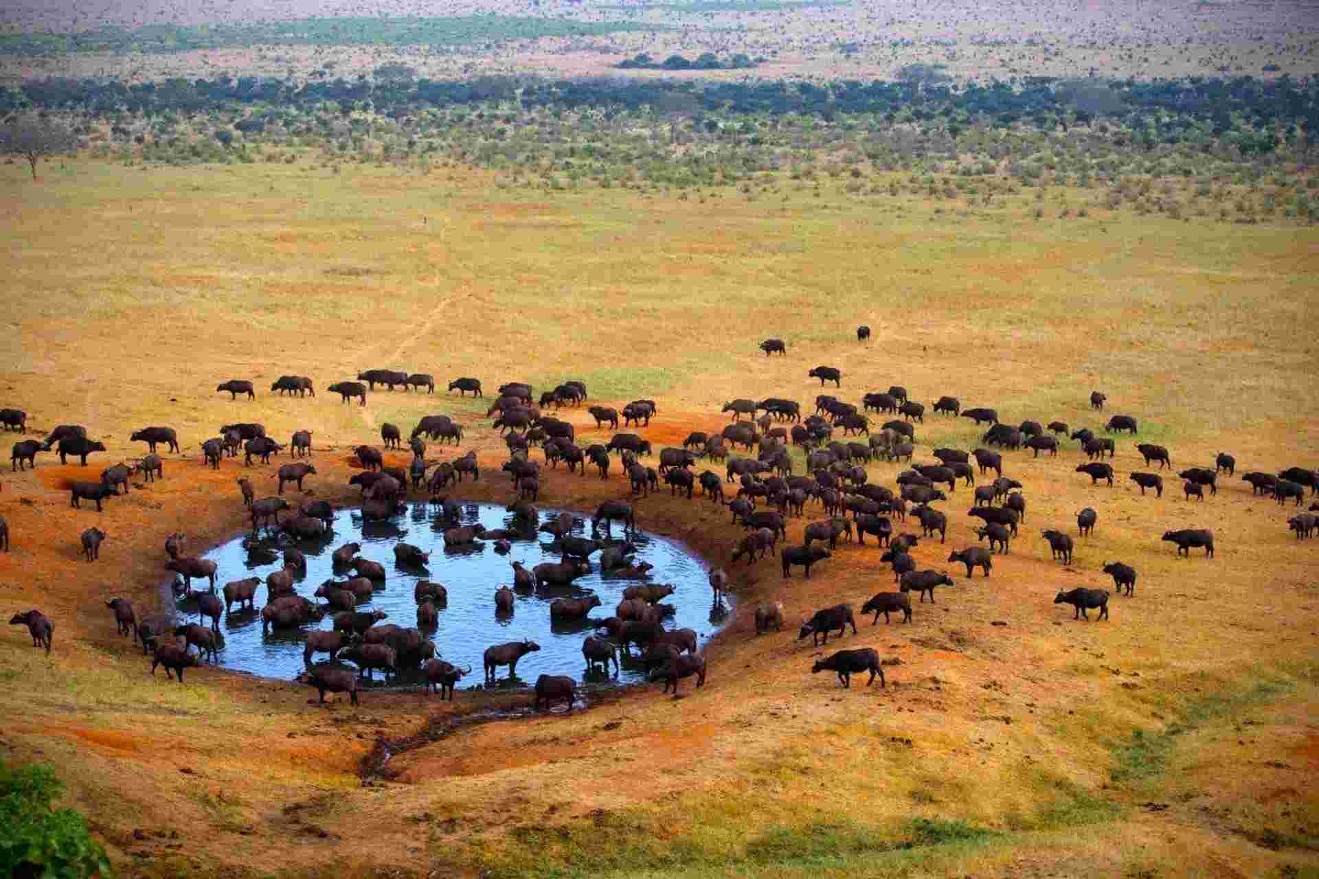 Safari To Tsavo East, Short Break (on Request)