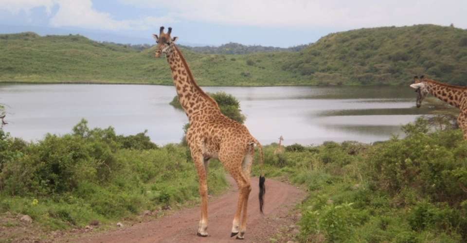 Safaris in the best Northern National Parks of Tanzania - Nature Responsible Safari Company Ltd - Tanzania - Image 2