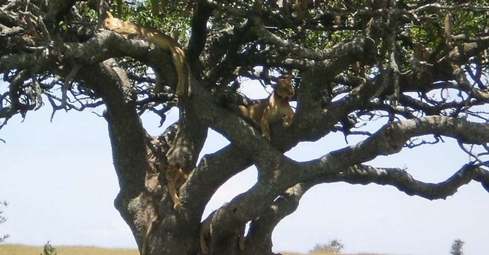 Safaris in the best Northern National Parks of Tanzania - Nature Responsible Safari Company Ltd - Tanzania - Image 4
