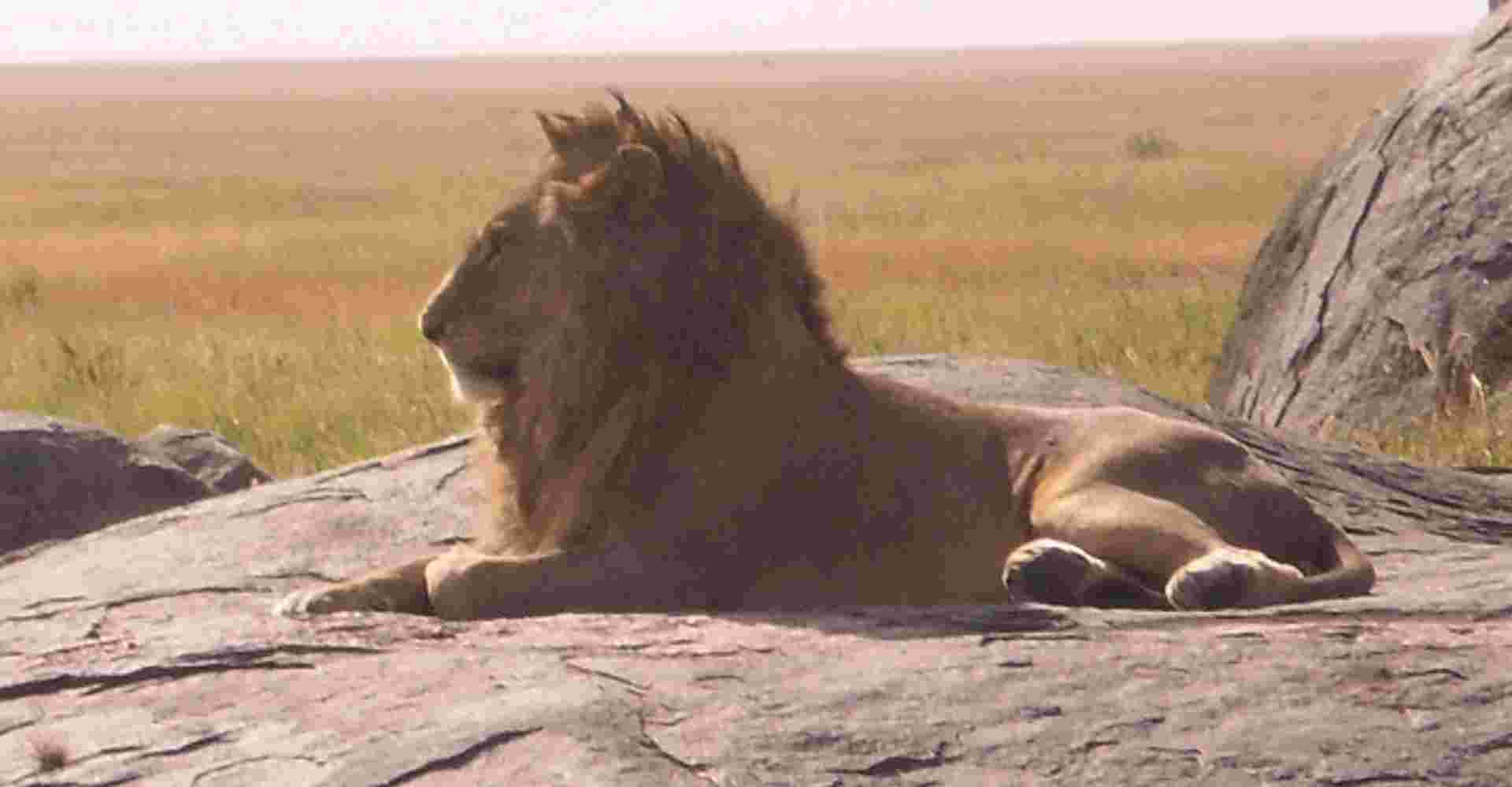 Safaris in the best Northern National Parks of Tanzania
