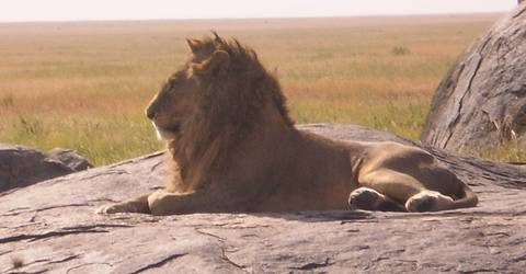 Safaris In The Best Northern National Parks Of Tanzania - 6 Days