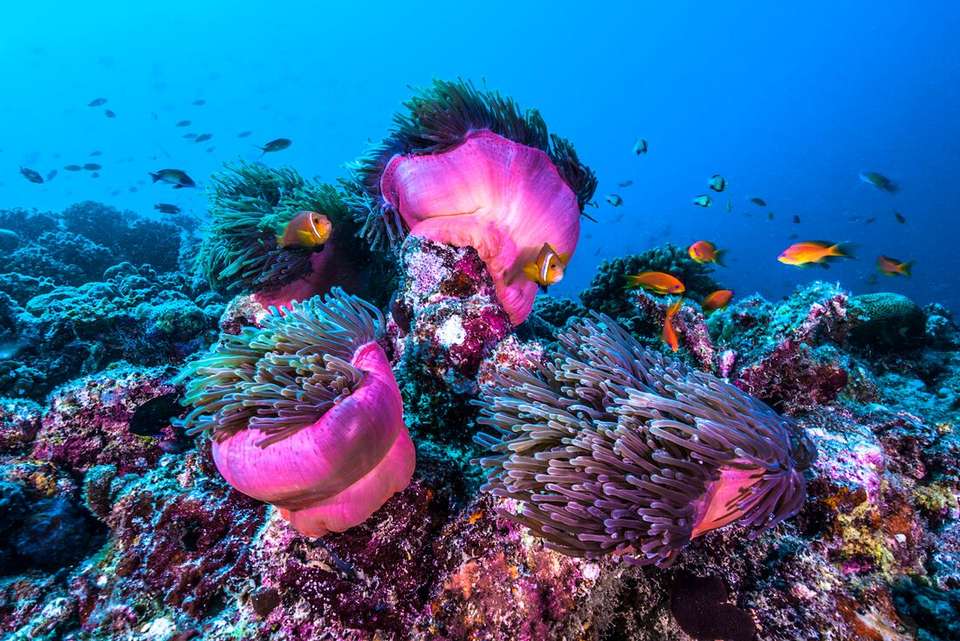 Sail Maldives - Intrepid Travel - Maldives