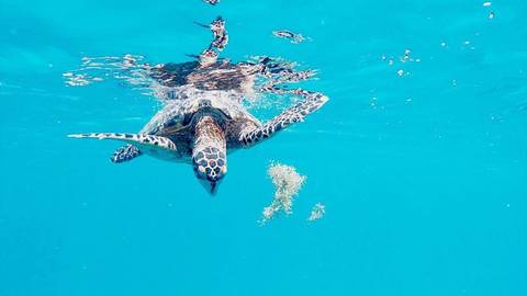 Island-hopping And Sailing Belize: Beach Days & Starry Nights - September 2027