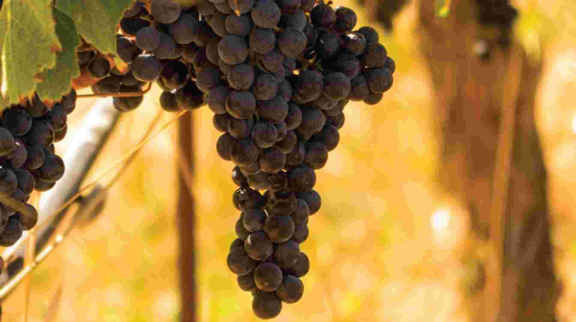 San Francisco Full Day Wine Tour