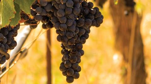 San Francisco Full Day Wine Tour - 8 Hours