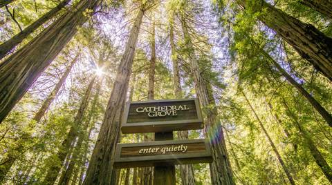 San Francisco's Muir Woods & Wine Tours - 11 Hours