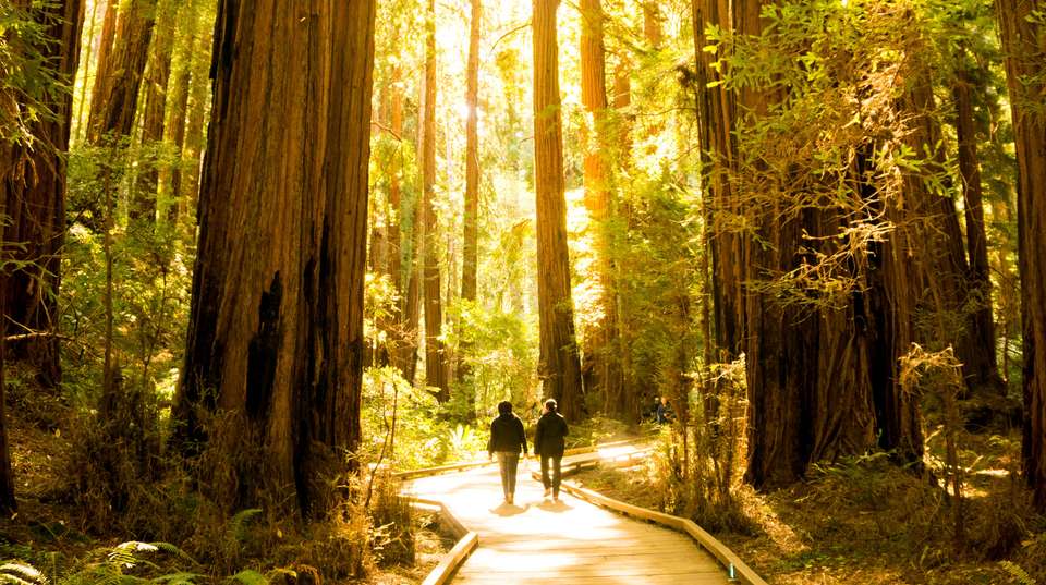 San Francisco's Muir Woods & Wine Tours - Skyline Sightseeing San Francisco - USA - Image 6