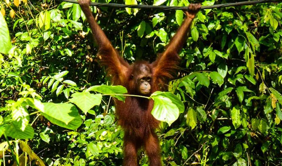Sandakan Orangutan Experience 4D/3N - Bamba - Malaysia - Image 3