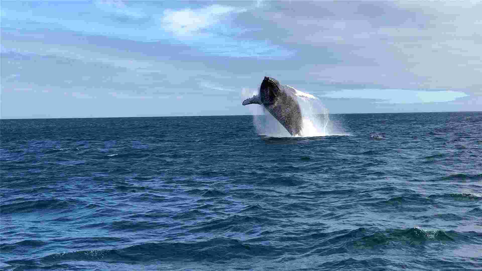Santa Cruz Island Diving Adventure 7D/6N
