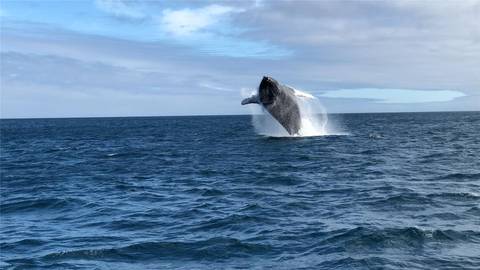 Quito Wildlife Tour: Santa Cruz Island Diving Adventure 7d/6n