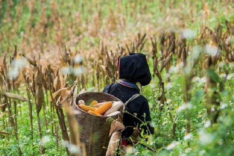 Sapa And Ba Be Lake 5 Days 4 Nights trip - alternative tour available
