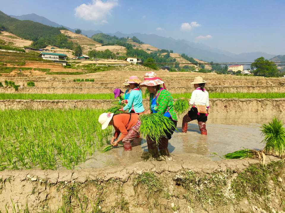 Sapa Day Tour - Trekking - undefined - Image 8