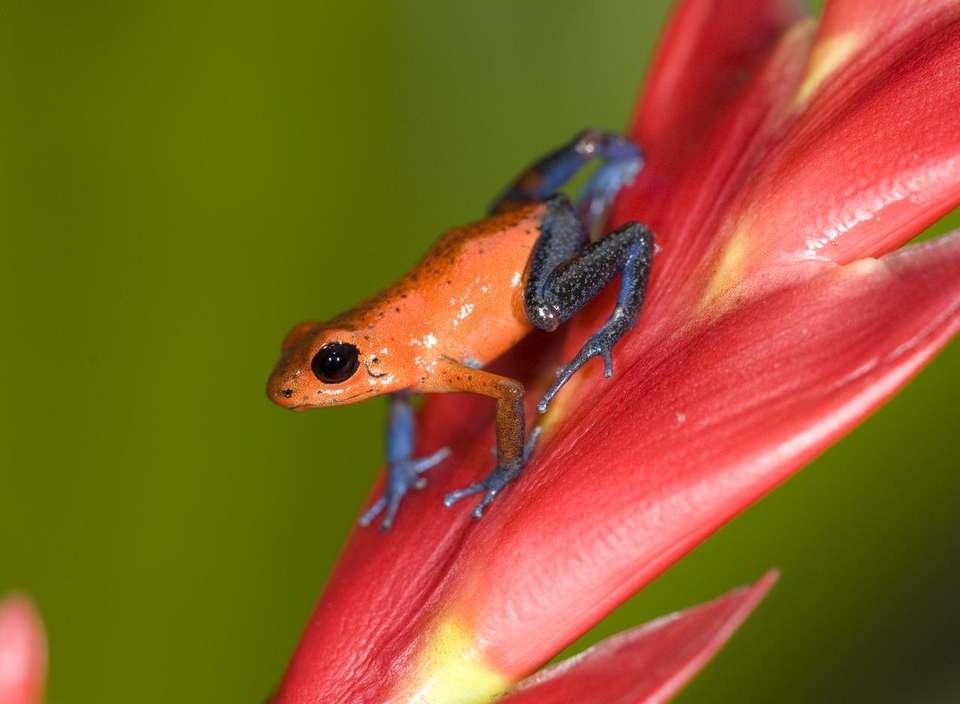 3-day Sarapiqui With White River Rafting, Short Break - Destination Services - Costa Rica - Image 7