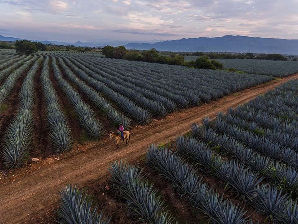 Guadalajara Tour: Discover Colonial Towns, Ruins, Tequila, & Beaches (10 Days) - undefined - Image 4