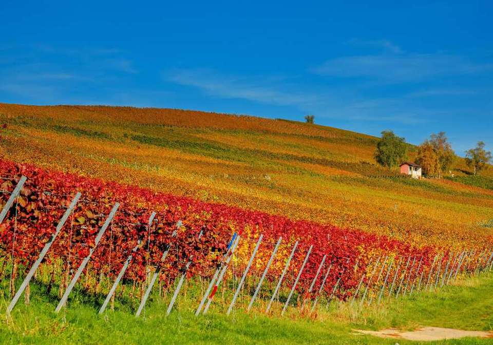 Scenic Bordeaux and Wine Regions Self Drive - Indus Travels - France - Image 3