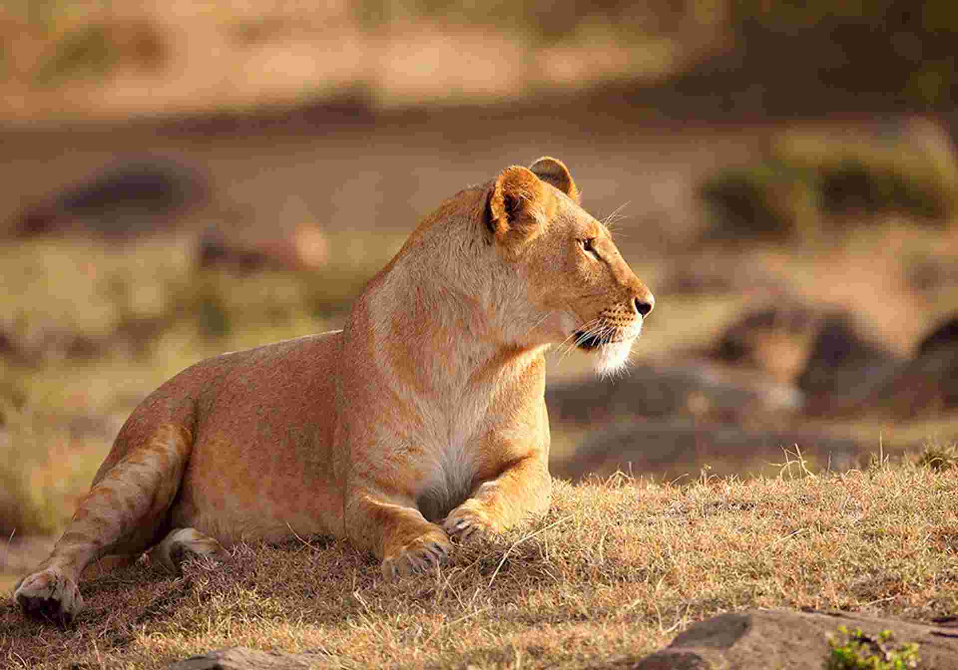 Kenyan Highlands and Plains Safari