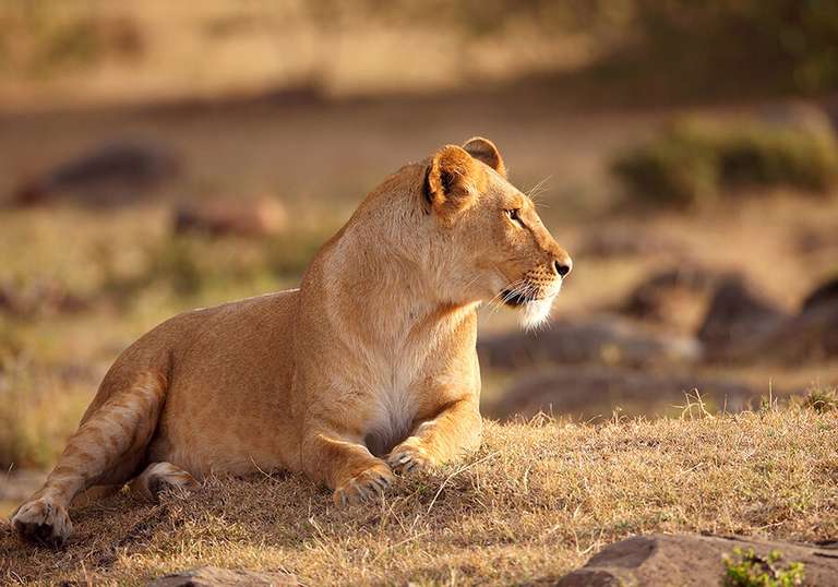 Kenyan Highlands and Plains Safari - 9 days
