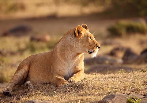 Kenyan Highlands And Plains Safari - 9 Days