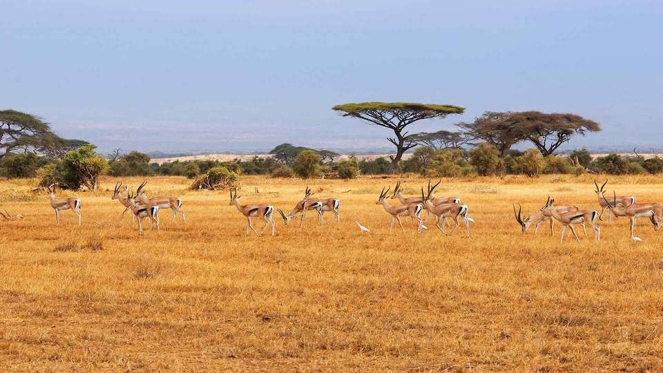 Kenyan Highlands and Plains Safari - Indus Travels - Kenya - Image 8