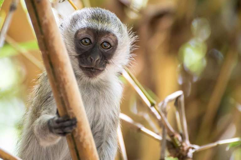 Scenic Kenya Safari, Private Tour - 9 days