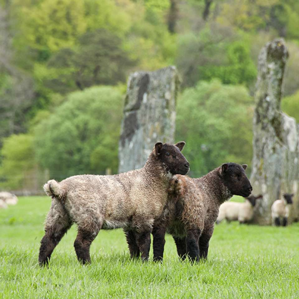 Scotland: Lochs and Landscapes - Back-roads Touring - Scotland - Image 2