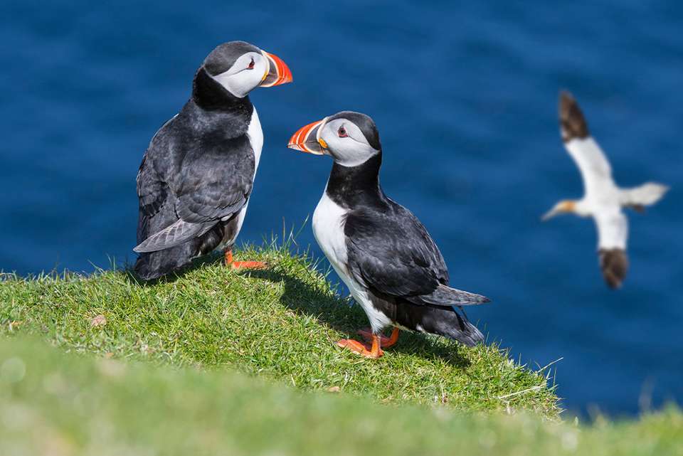 Scotland's Shetland Islands - Intrepid Travel - Scotland - Image 7