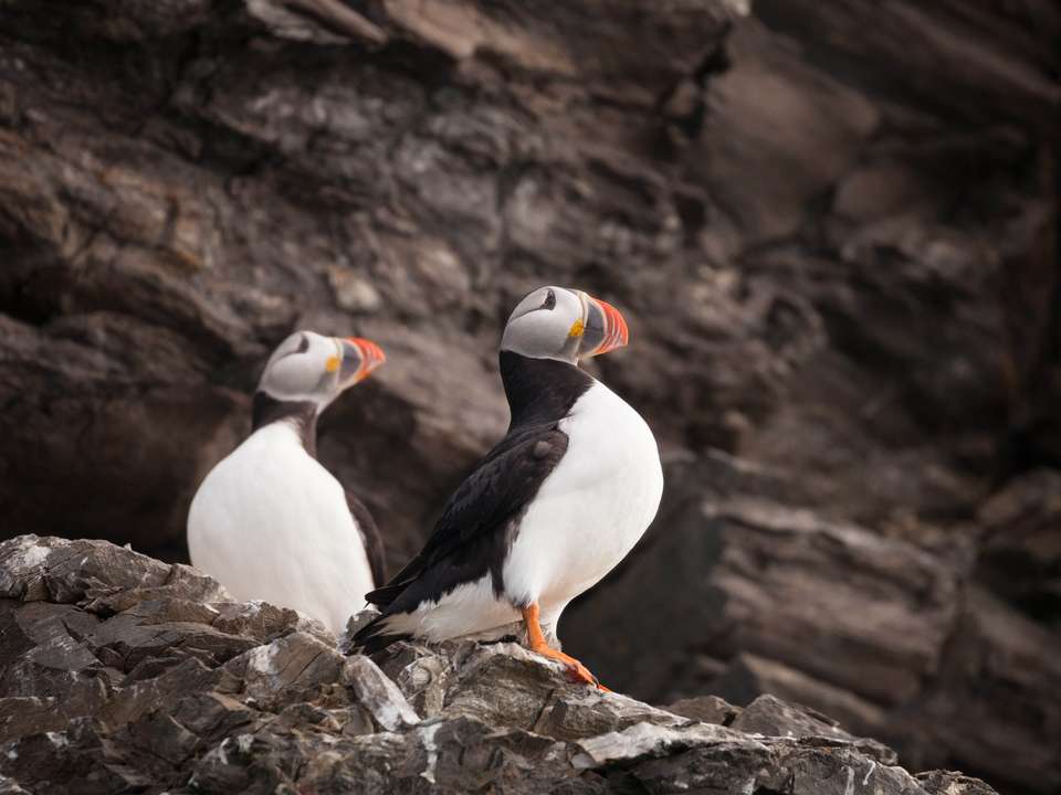 Scotland to Spitsbergen: Puffins, Sea Ice and Wildlife - Quark Expeditions - Scotland - Image 4