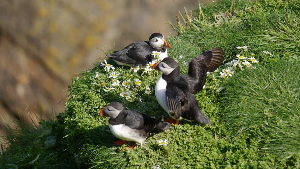 Scotland to Spitsbergen: Puffins, Sea Ice and Wildlife - Exodus Adventure Travels - Scotland - Image 6